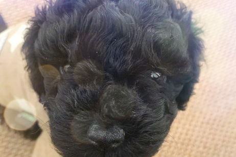5周龄大小的幼犬，掌握喂食与室温要求，让它变成“小癞皮狗” 