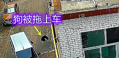 河北：男子开面包车偷狗，遭村民拿砖头怒砸，砸坏了两块玻璃