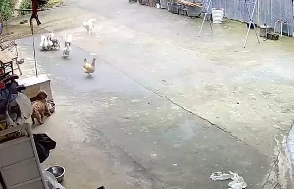 白狗冲进院子里来咬鸡鸭，家狗立马跑出来保护！鸡鸭：谢谢狗哥！ 
