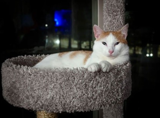 网友总结流浪猫收养前后对比照：爱能改变一个生命