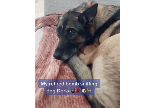 警犬退役后情绪很低落，铲屎官灵机一动，陪它演了一出戏...