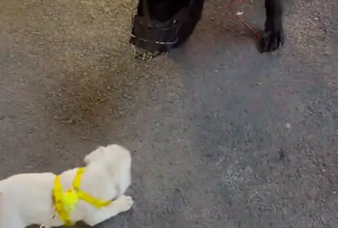 小狗看到警犬，竟对它一直吼叫！