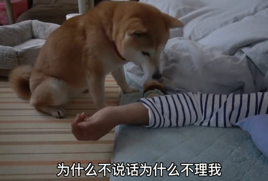 柴犬从小要主人抱着睡，主人生病后，它的行为暖心又好笑...
