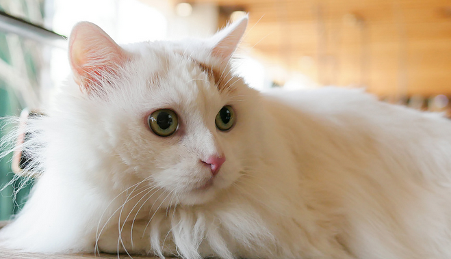 怀疑买到病猫，南通一男子偷窃、放走六只宠物猫被判拘役