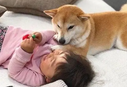 小主人上学后，狗狗每天跑进她的房间，爸爸推开门一看热泪盈眶