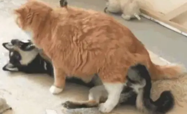 二哈和橘猫的对决，一秒就被干翻的一定不会是橘猫，那么……