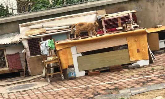 大连一居民收养30多只流浪猫引发邻居怨言 搭建“宿舍”何去何从？