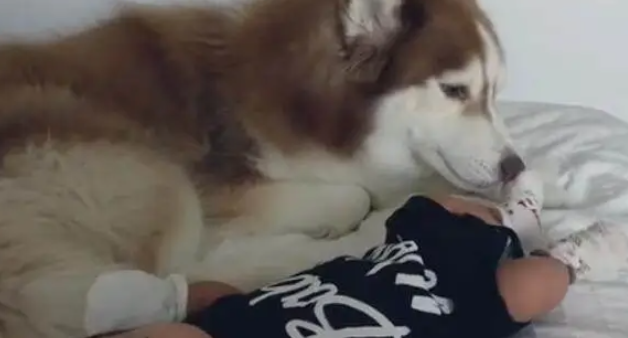 哈士奇首次见到宝宝，靠近做出的举动，令妈妈热泪盈眶