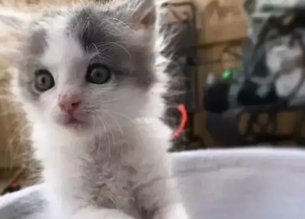 小猫出生5天被抛弃，收容所没时间照顾，女子带回家养成大美猫