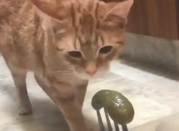 主人让猫咪闻腌黄瓜，不料猫咪直接干呕