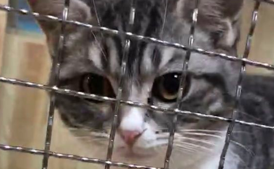 猫咪这是睡冷了，它也知道跑到电暖风边上取暖！ 