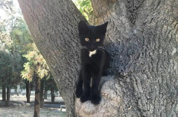 这只小黑猫，主动碰瓷主人，并且还给主人带来了一位女朋友