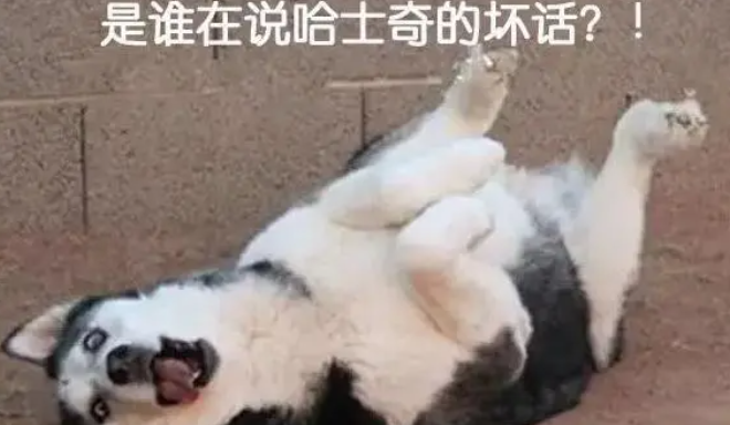 二哈是汪界最有个性的狗，带有与生俱来的犯二气质，堪称沙雕之王