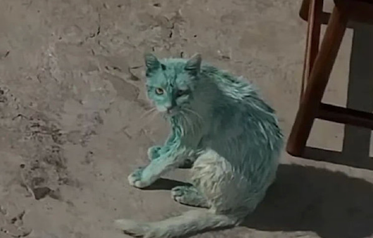 白色猫咪跑进了颜料桶里，全身都被染成了绿色！猫：我焦“绿”了