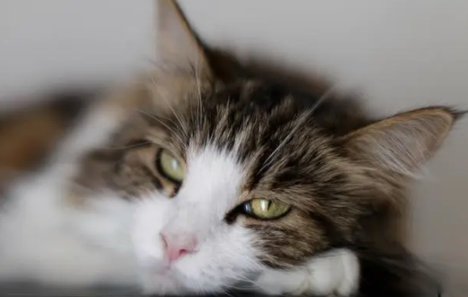 意研究表明宠物猫会模仿：主人贪吃猫也会变胖