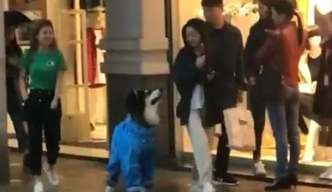 雪橇犬街头尾随漂亮小姐姐，只因在人群中多看了她一眼