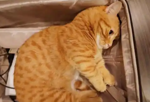 猫咪偷钻行李箱，行李箱被猫塞满，网友：不愧是橘猫
