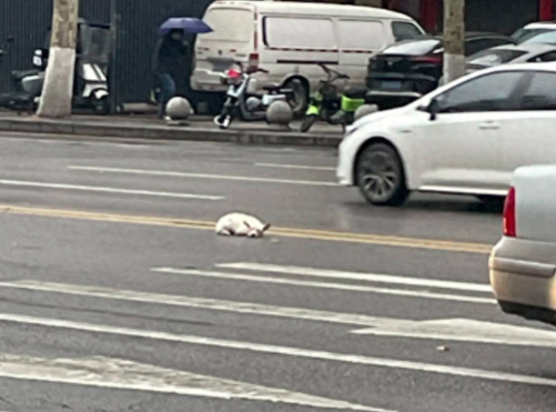 狗狗被撞趴马路上不敢动，交警抱到路边又跑掉
