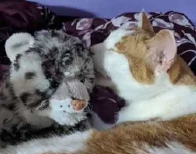 猫咪心爱的“小豹子”坏了，外婆好心帮忙修补，怎料猫却不相信她