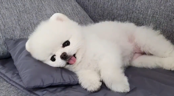 博美犬太可爱了，为了出去遛弯对着宠主撒娇，看得我心都萌化了