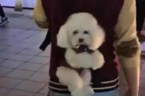 小哥把泰迪背在身后逛街，小家伙全程都很乖巧，把路人都萌翻了