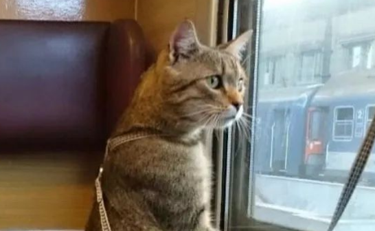 消防员救出火场里的猫，小猫全程“求抱抱”