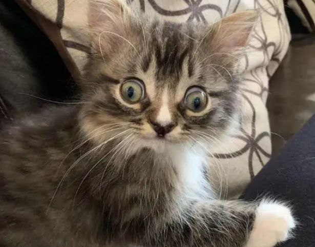 小猫身患多种疾病，性格开朗不自卑，主人被小猫情绪感染