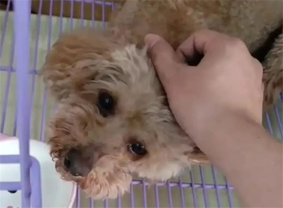 院犬傻乎乎的趣事：居然被骗，网友：这是只善良的狗狗