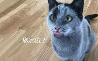 猫咪失而复返，主人却不敢相认，我家主子被神秘组织抓去了？