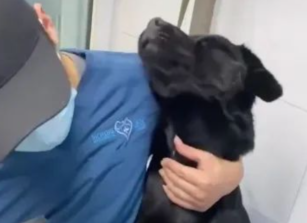 警犬超怕电吹风，听到一个名字后，瞬间安静了哈哈哈！