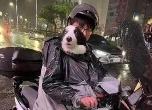 爸爸要独自出门，狗小三伸爪挽留还和他深情对视：不带我吗