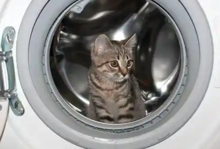 又有猫咪，被洗衣机当衣服洗了......