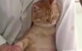 主人带橘猫去孕检，看到橘猫表情主人笑喷，猫：我是怀孕，不是胖