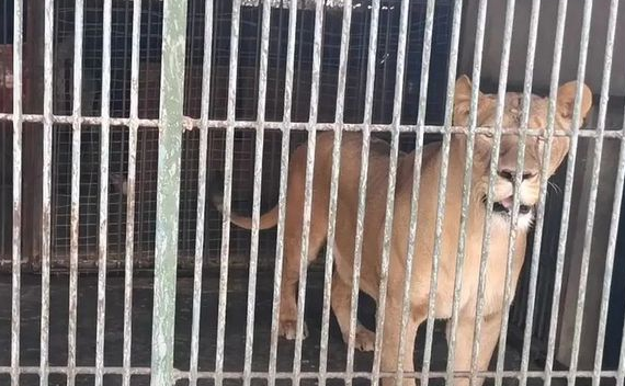 金毛狗秒变非洲狮？可怜带娃的家长：这下该如何跟孩子解释呢