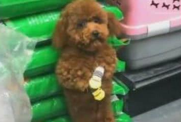 主人带小泰迪逛超市，被众人围观，泰迪表情错愕，模样逗笑众人