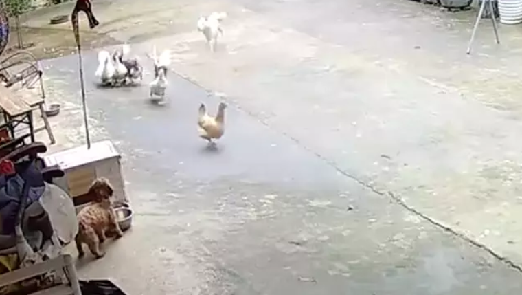白狗冲进院子里来咬鸡鸭，家狗立马跑出来保护！鸡鸭：谢谢狗哥！ 