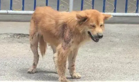 流浪狗一直守在小区门口不肯离开，路人上前一看潸然泪下