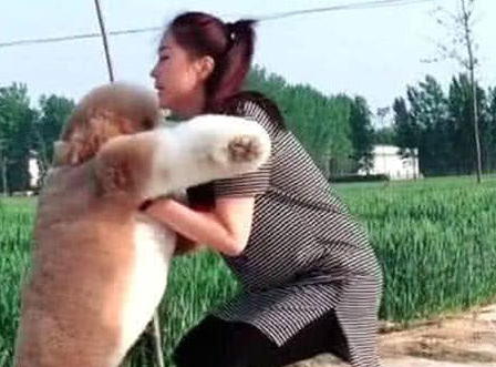 巨型贵宾犬求抱抱，主人是崩溃的，但狗狗却笑的像个两百斤的胖子