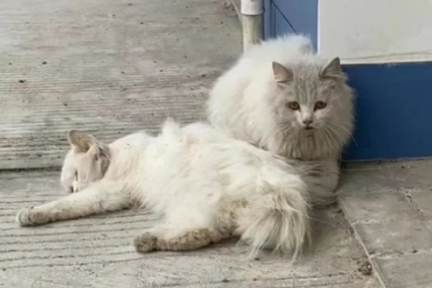 同伴离世，流浪猫不离不弃，虽遭受苦难，但它依然相信人类