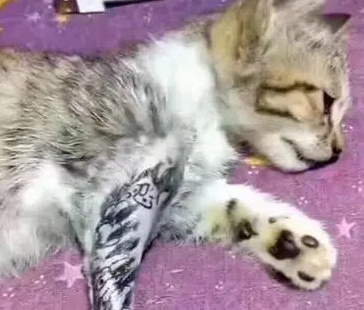 主人剃掉猫咪“手臂”上的毛，拿猫练习“刺青”，遭网友谴责