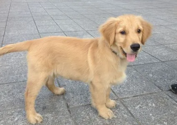 未戴嘴套金毛犬挣脱牵引绳咬伤泰迪犬，金毛犬主人被判全责
