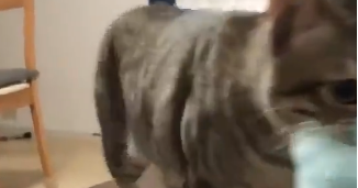 宠主吐槽称，家里的柴犬和猫咪，性格被调换了，网友：是猫太强