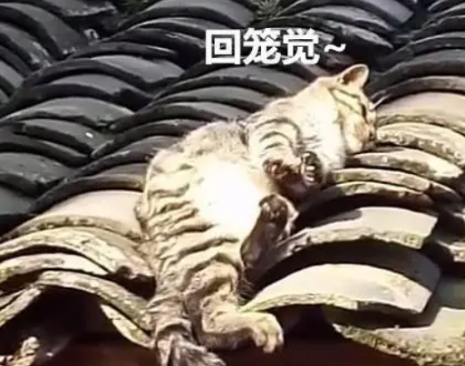 起来发现屋顶有东西在动，仔细一看是只猫：这猫过得也太惬意了