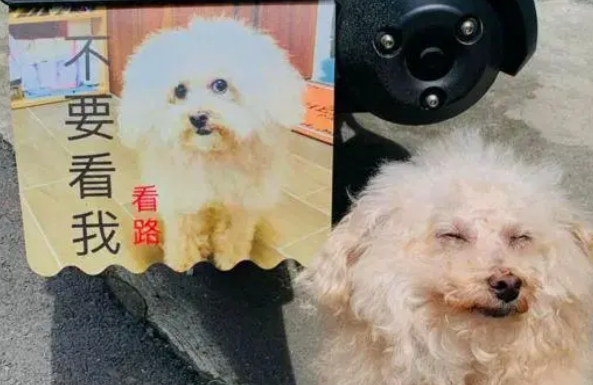 用爱犬的照片定制挡泥板，可对比真狗后，网友笑喷