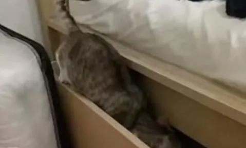 猫咪只爱睡床柜，不给睡会“哭”一整晚，关柜门的方式让主人佩服