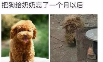 把狗狗放在奶奶那里一个月之后，网友：这狗经历了什么？
