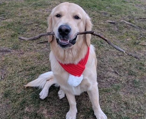 WTF，温哥华小偷专们偷狗！潜入后院抢黄金猎犬。。。呃