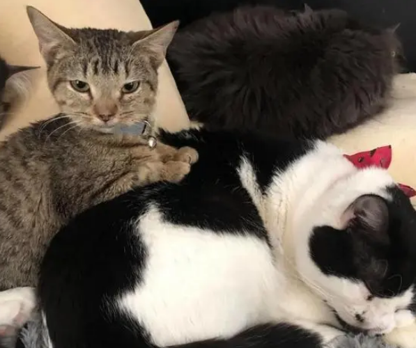 猫咪生病长不大被抛弃，被救后和每只猫交朋友，从此不再孤单