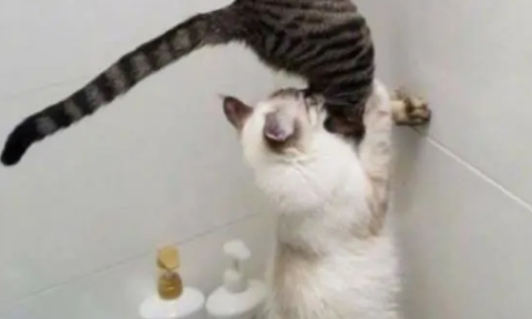 猫咪好奇心特别严重，为了一探究竟，竟然还玩起了叠罗汉