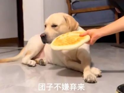 主人自己做了大饼喂给狗狗吃，它却很嫌弃嘴都不张开